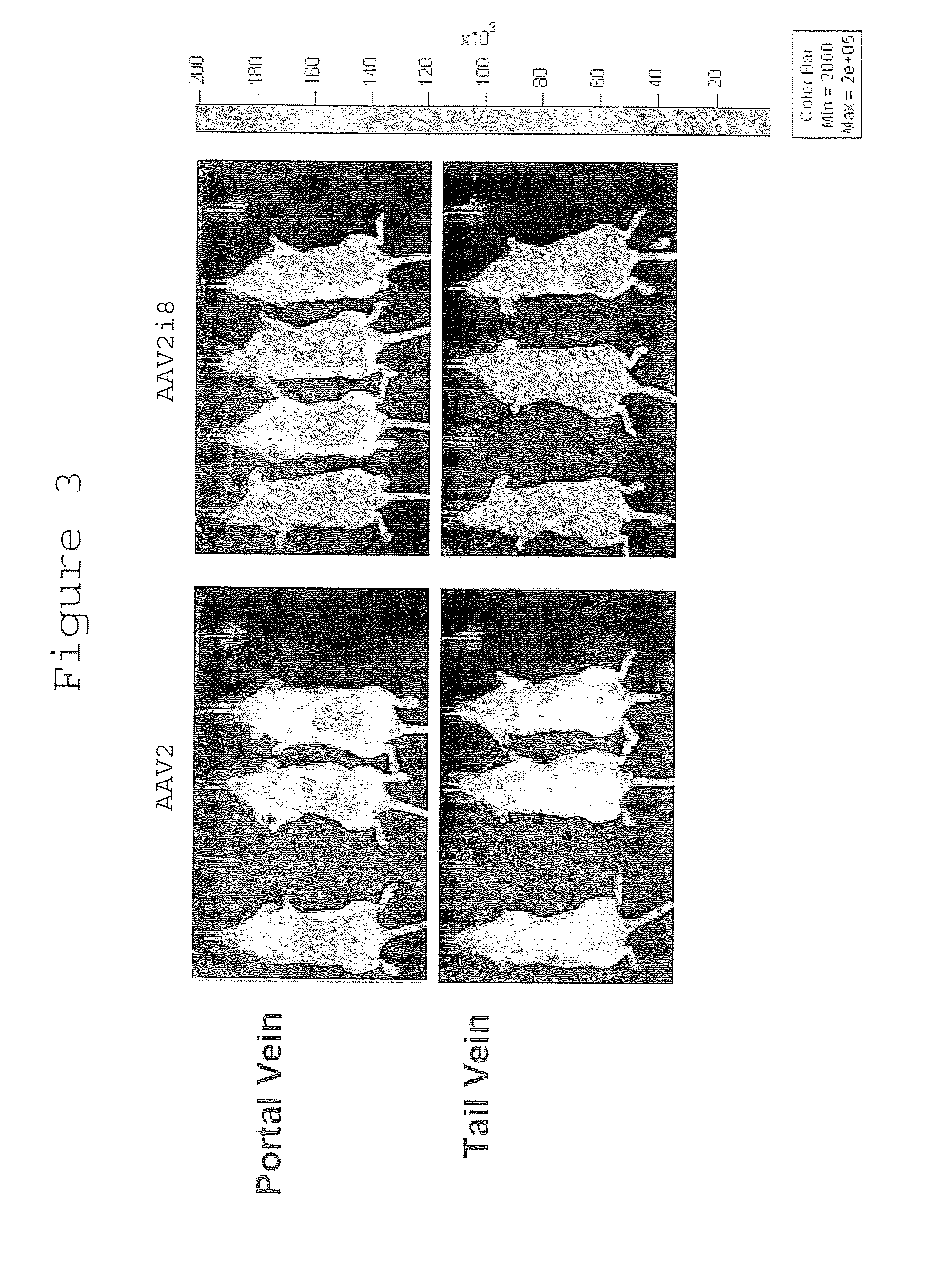 Modified virus vectors and methods of making and using the same