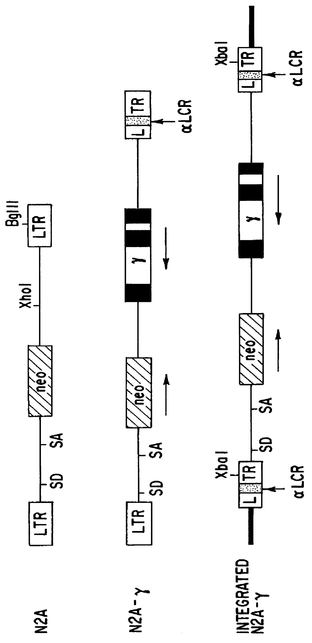Vectors for expression of globin genes