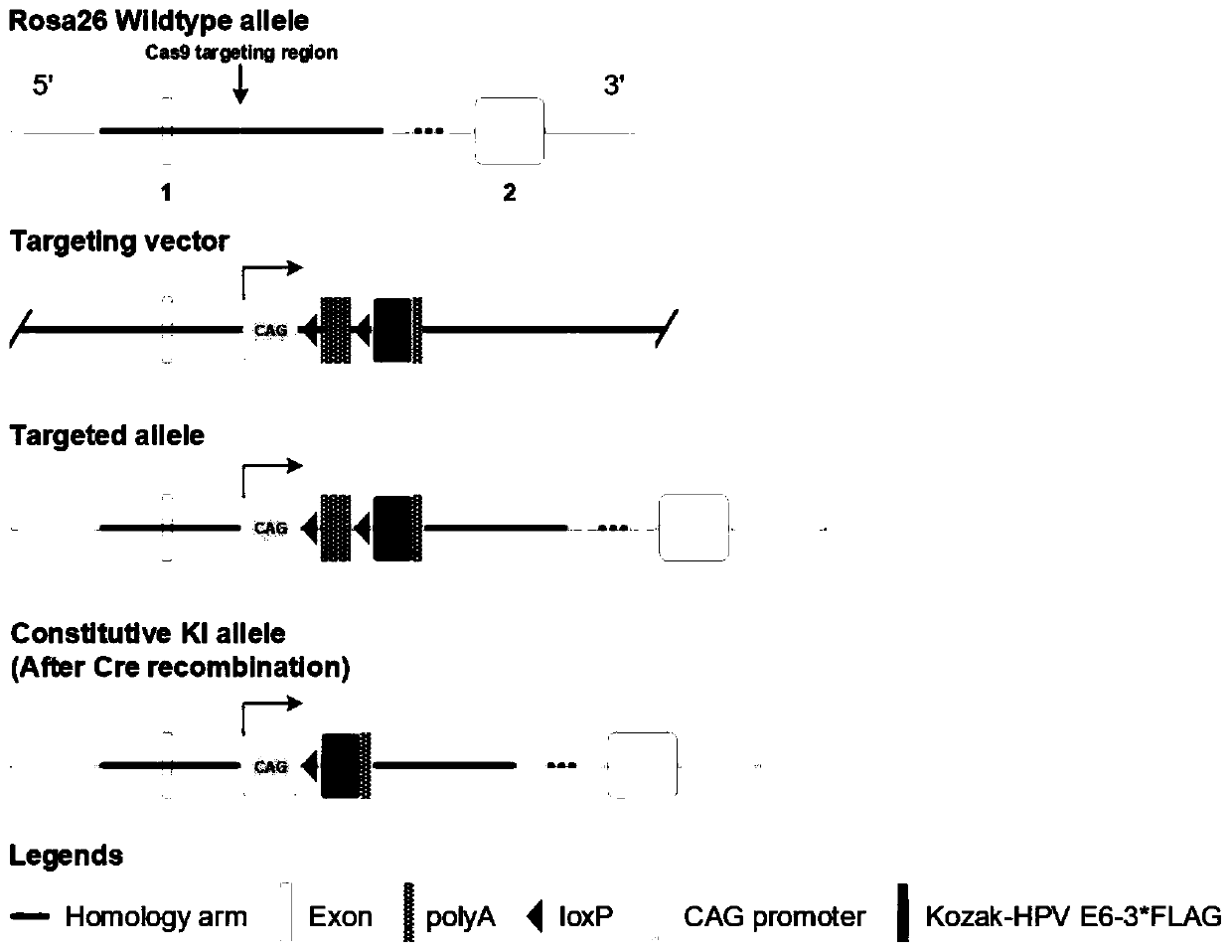 Construction method of mouse model for conditional overexpression of HPV E6 gene at ROSA26 site
