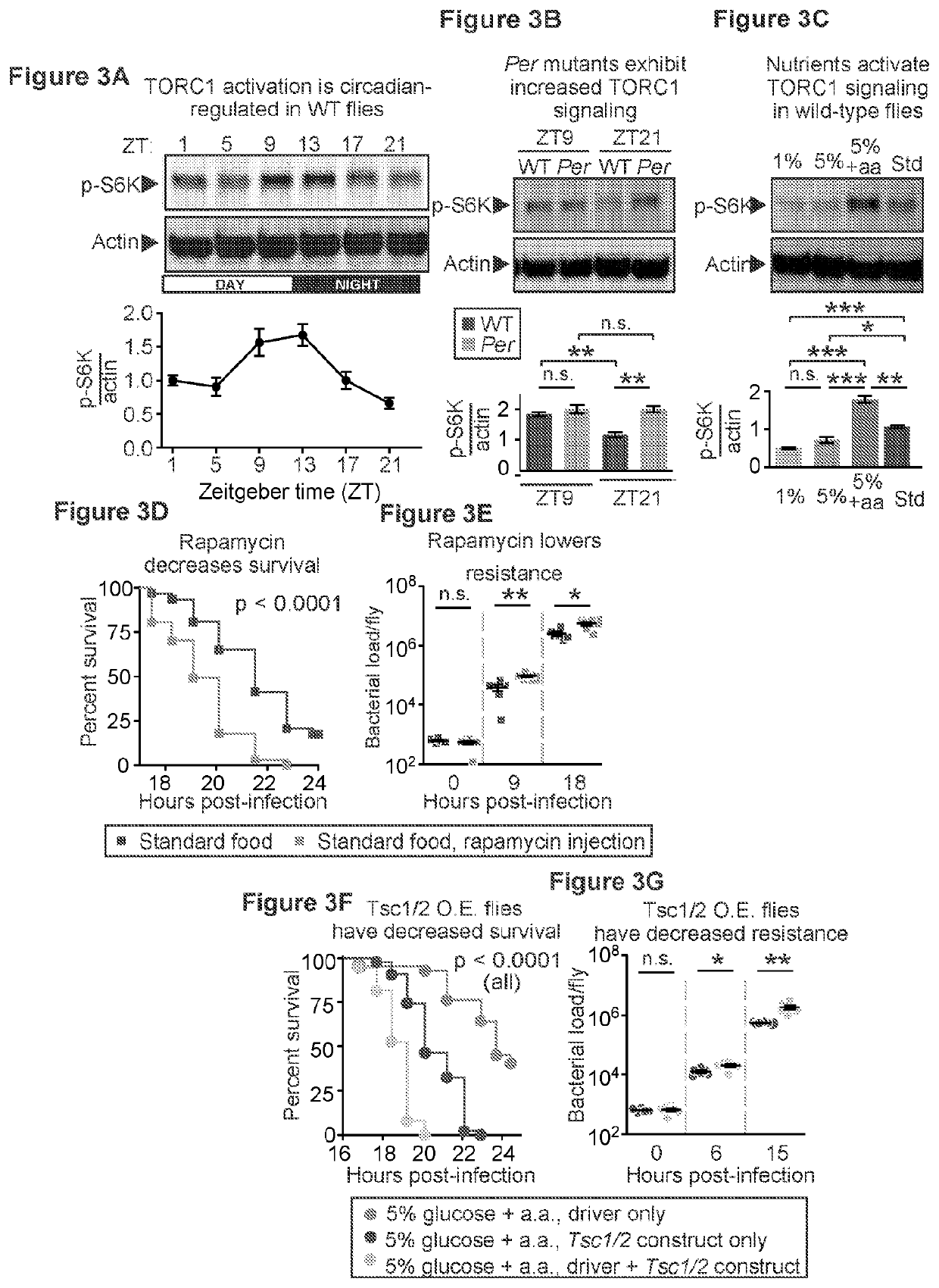 Inhibition of TOR complex 2 increases immunity against bacterial infection