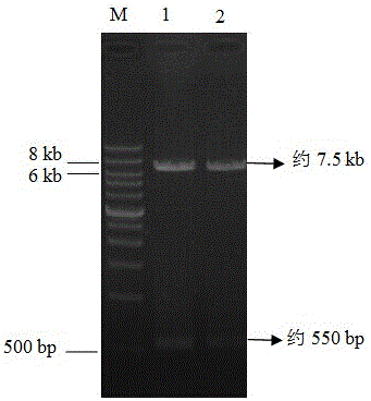 A kind of gene recombination Corynesium fumigatus if01 GM and its application