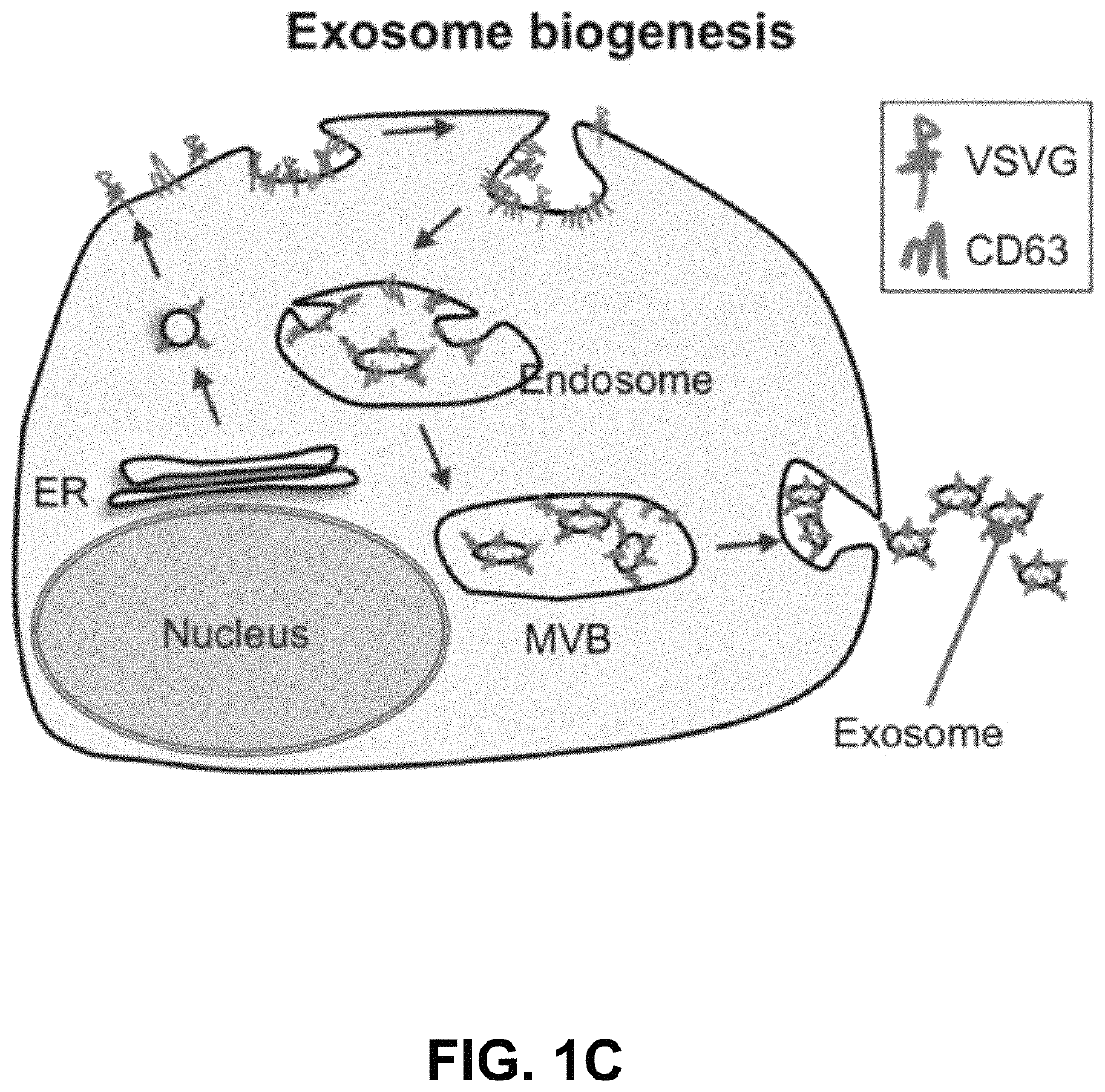 Engineered exosomes for the delivery of bioactive cargo using transmembrane VSV-G