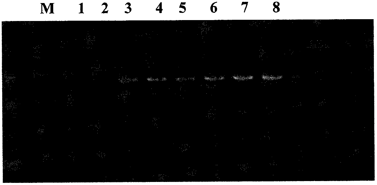 Soluble microneedle patch and preparation method thereof