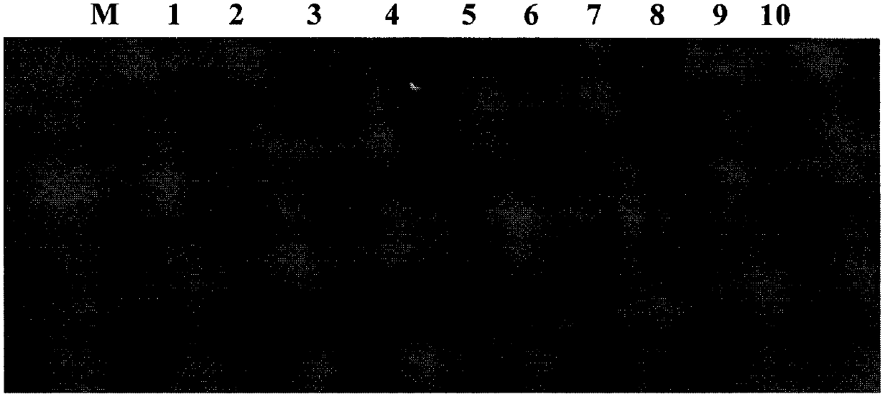 Soluble microneedle patch and preparation method thereof