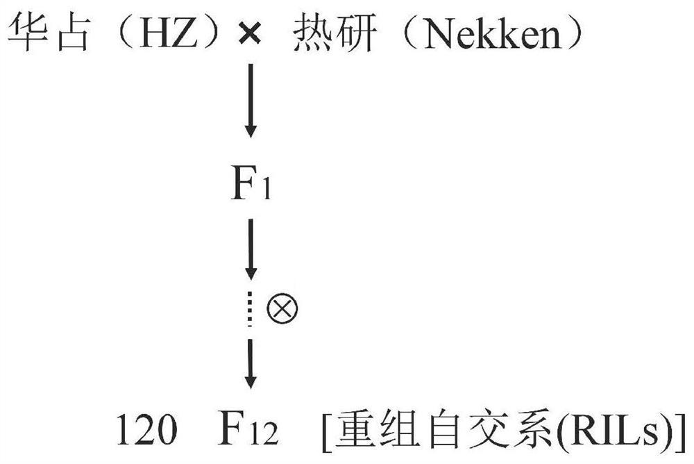 Major QTL for regulating and controlling resistance of sogatella furcifera of rice, molecular marker and application