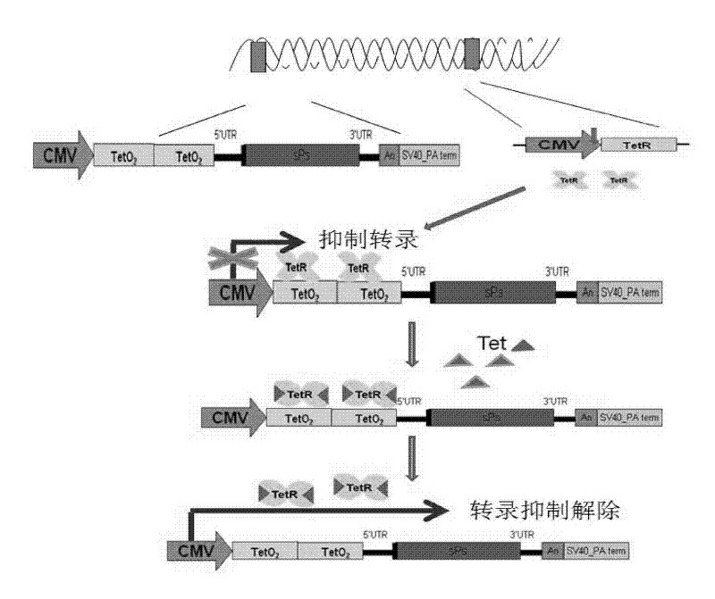 Replication-defective A virus expression vector system and vaccine preparation method
