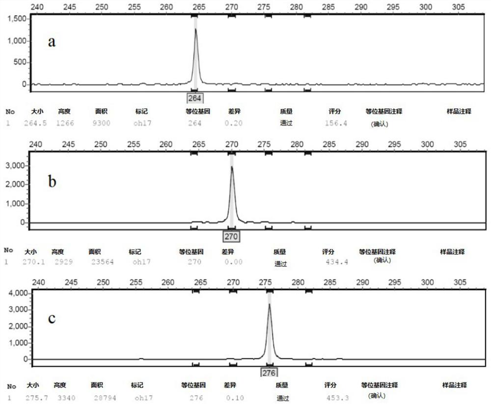 ssr primer set for analysis of genetic structure of powdery mildew of rubber tree and its application