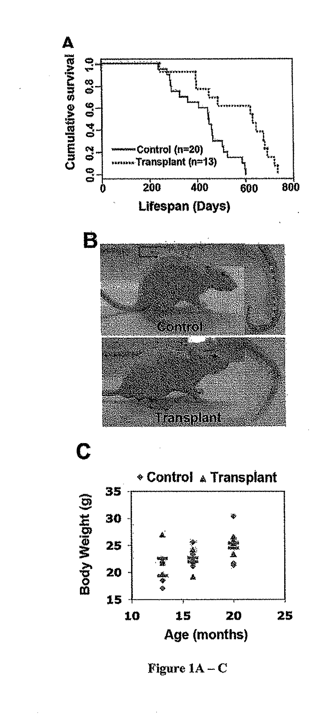 Stem Cell Modified Animal Model for Aging-Related Degenerations, Stem Cell Based Methods and Compositions for Extending Lifespan and Treating SLE-Like Autoimmune Diseases
