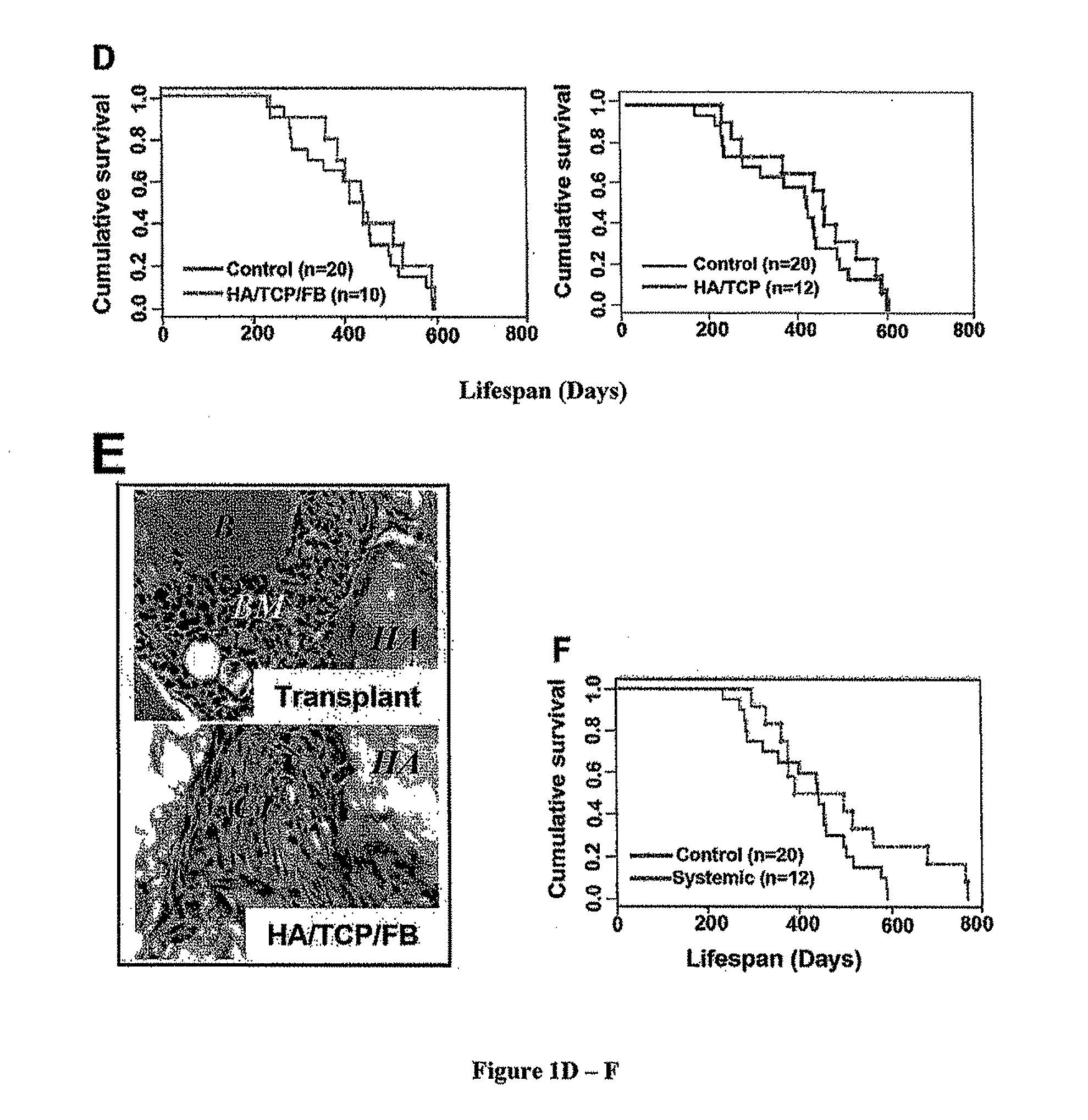 Stem Cell Modified Animal Model for Aging-Related Degenerations, Stem Cell Based Methods and Compositions for Extending Lifespan and Treating SLE-Like Autoimmune Diseases