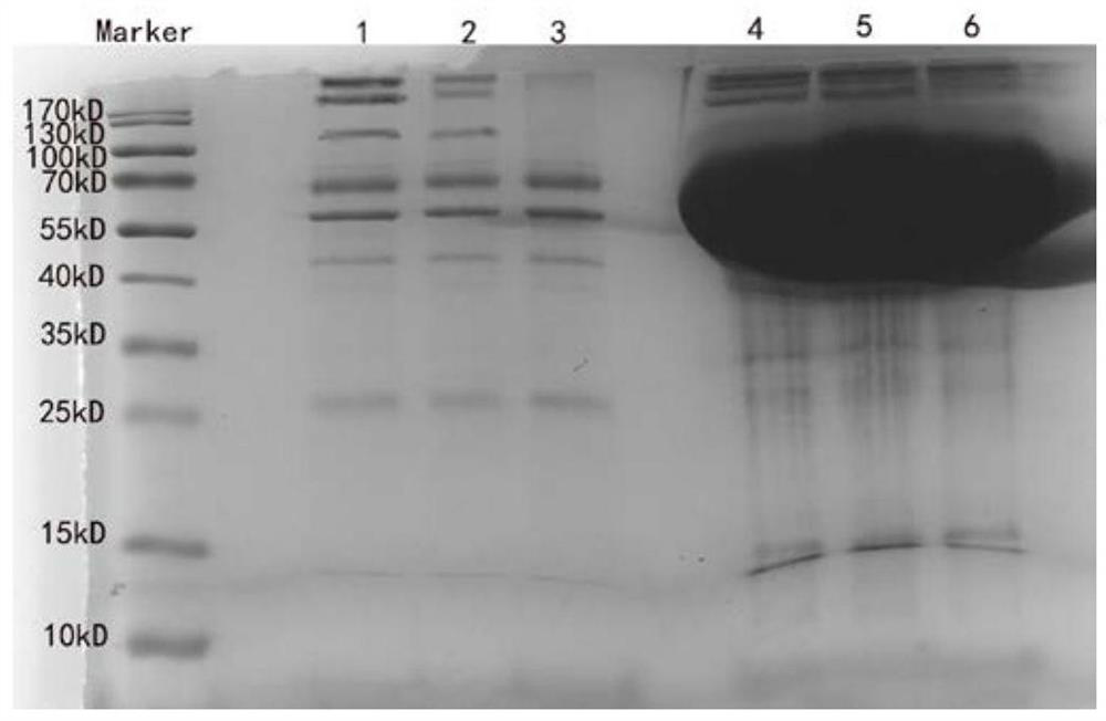 Method for removing chick embryo host protein in rabies vaccine product