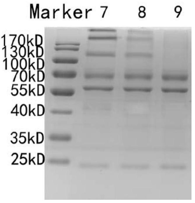 Method for removing chick embryo host protein in rabies vaccine product