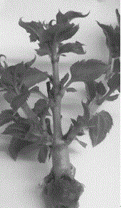 Tissue culture rapid-propagation method of fire axillary bud of North American crabapple tableland