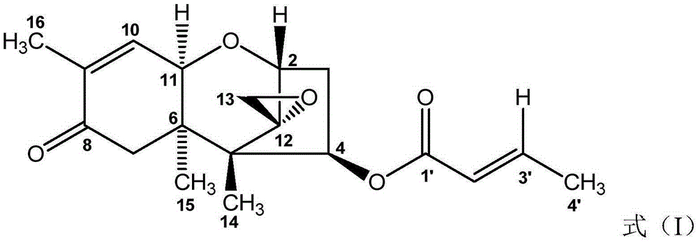 Use of trichothecenes in resisting tobacco pathogenic fungi