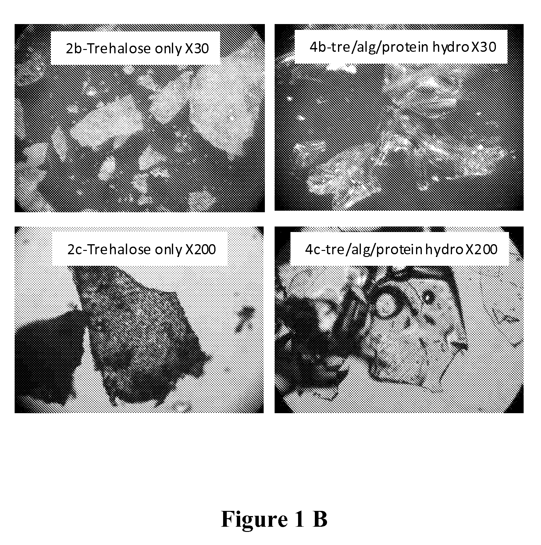 Dry glassy composition comprising a bioactive material
