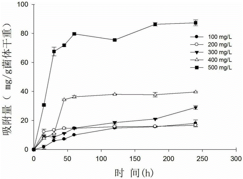 A filamentous fungus Penicillium chrysogenum j-5 with high adsorption of cadmium and its preparation method and application
