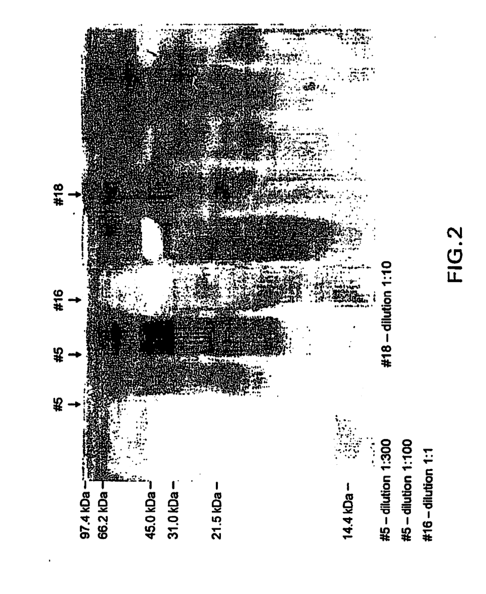 Irreversibly-inactivated pepsinogen fragments for modulating immune function