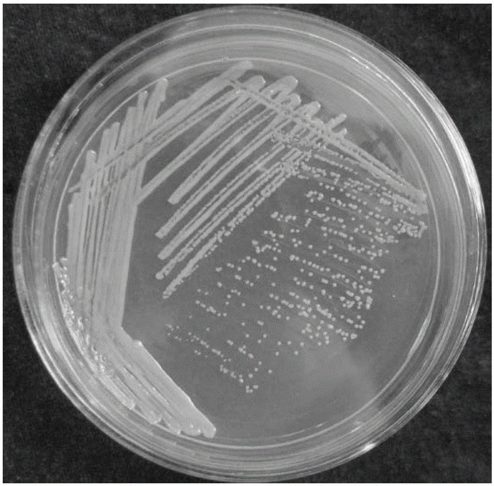 Selenium-addicted microbe Wautersiella enshiensis YLK-1 and application thereof