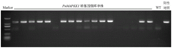 Radix notoginseng mitogen-activated protein kinase kinase gene PnMAPKK1 and application thereof