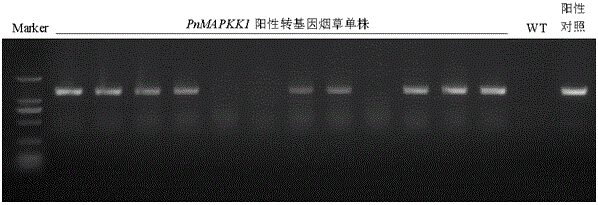 Radix notoginseng mitogen-activated protein kinase kinase gene PnMAPKK1 and application thereof