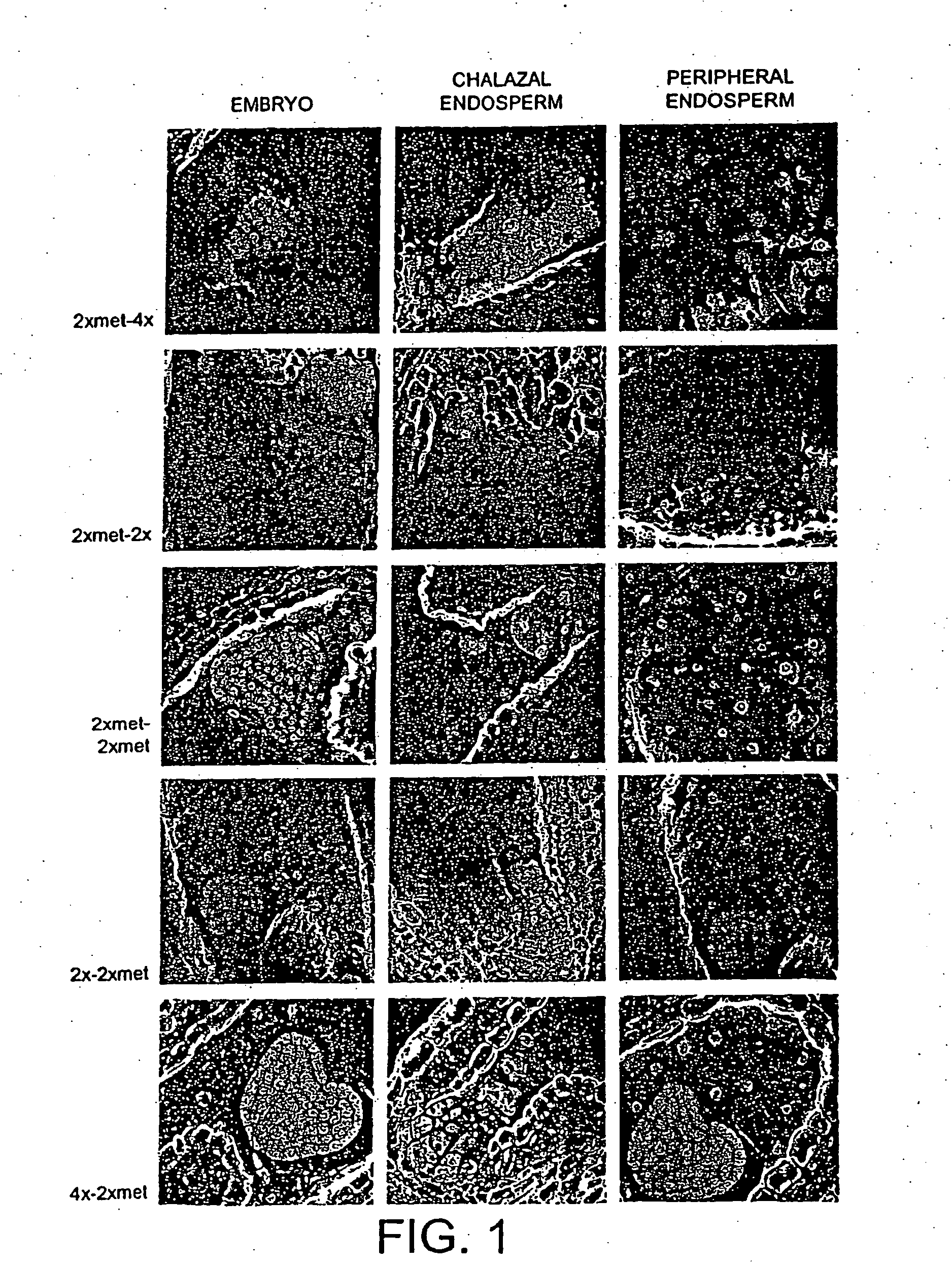 Modified plants