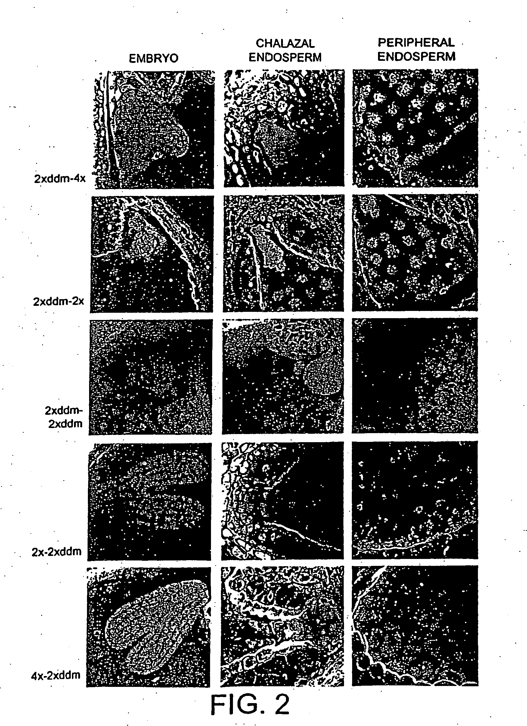 Modified plants