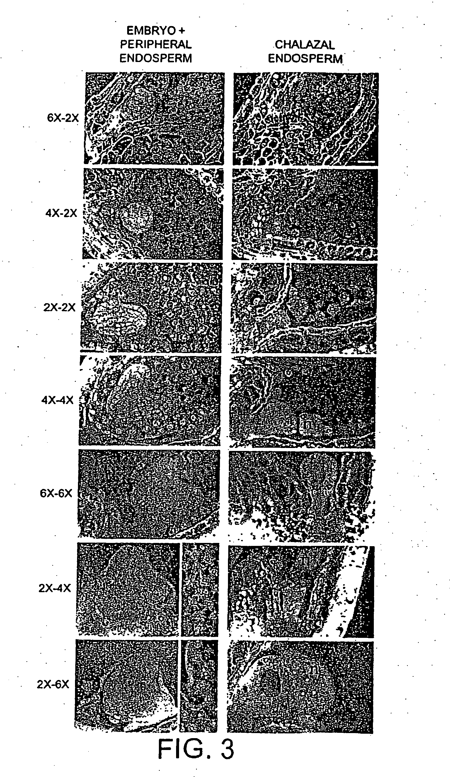 Modified plants