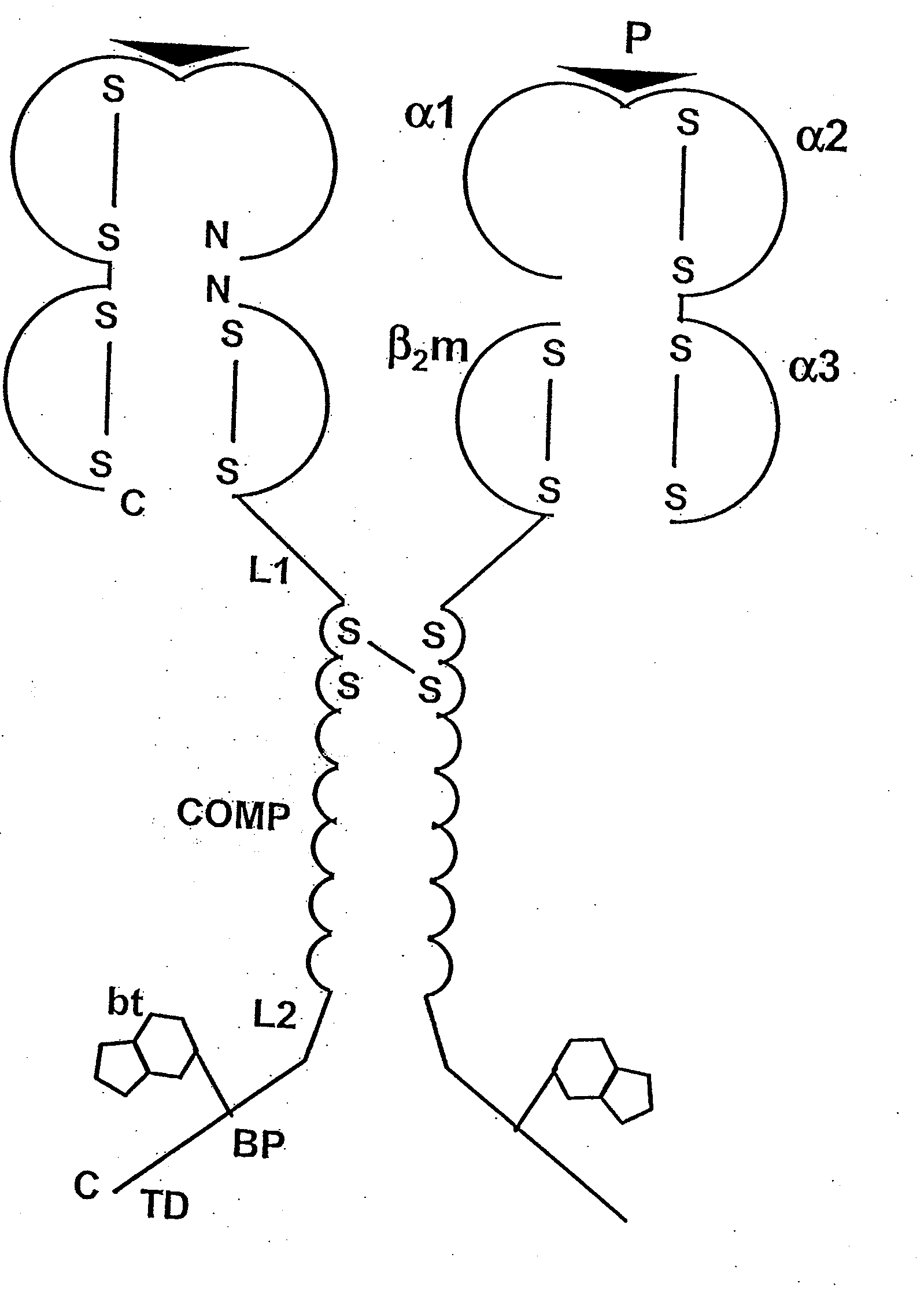 Chimeric mhc protein and oligomer thereof