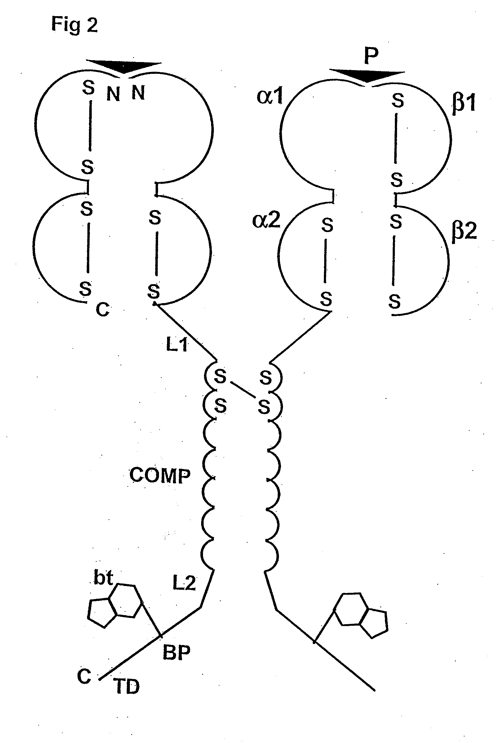 Chimeric mhc protein and oligomer thereof