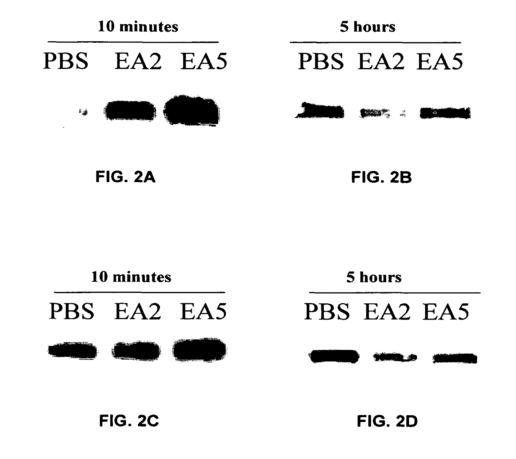 EphA2 AGONISTIC MONOCLONAL ANTIBODIES AND METHODS OF USE THEREOF