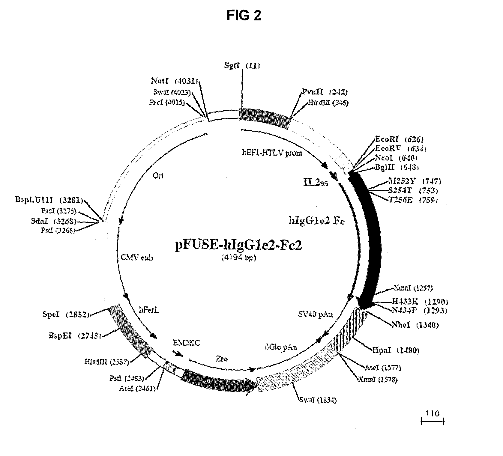 Use of estrogen and androgen binding proteins in methods and compositions for treating gynaecological cancers
