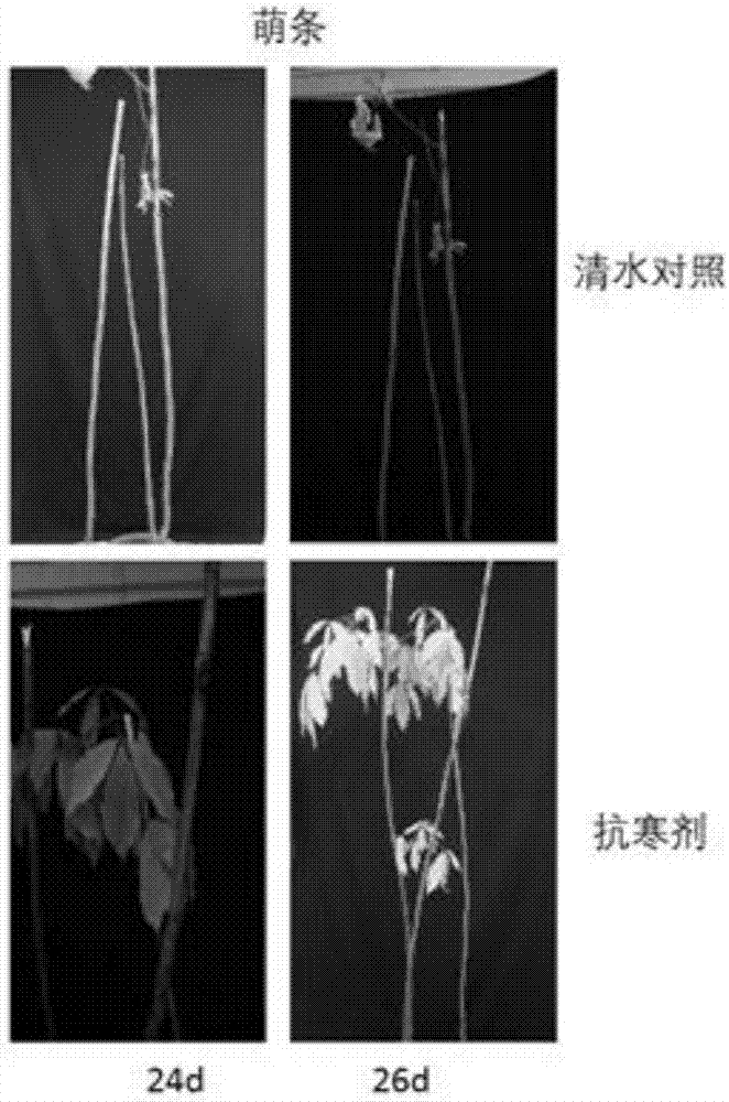 Rubber tree cold-resistant agent and application thereof