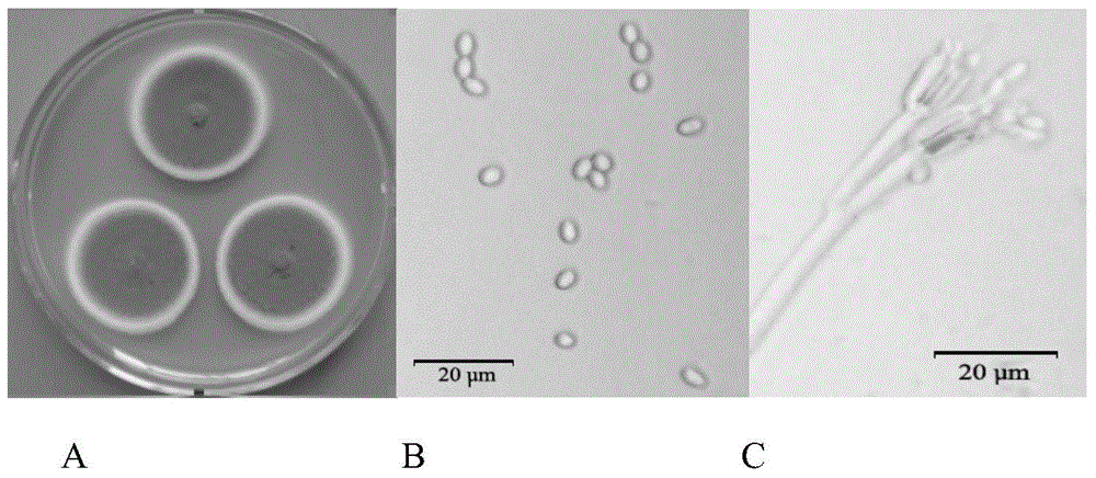 Cellulose-degradation fungus and preparation of inoculum and application thereof