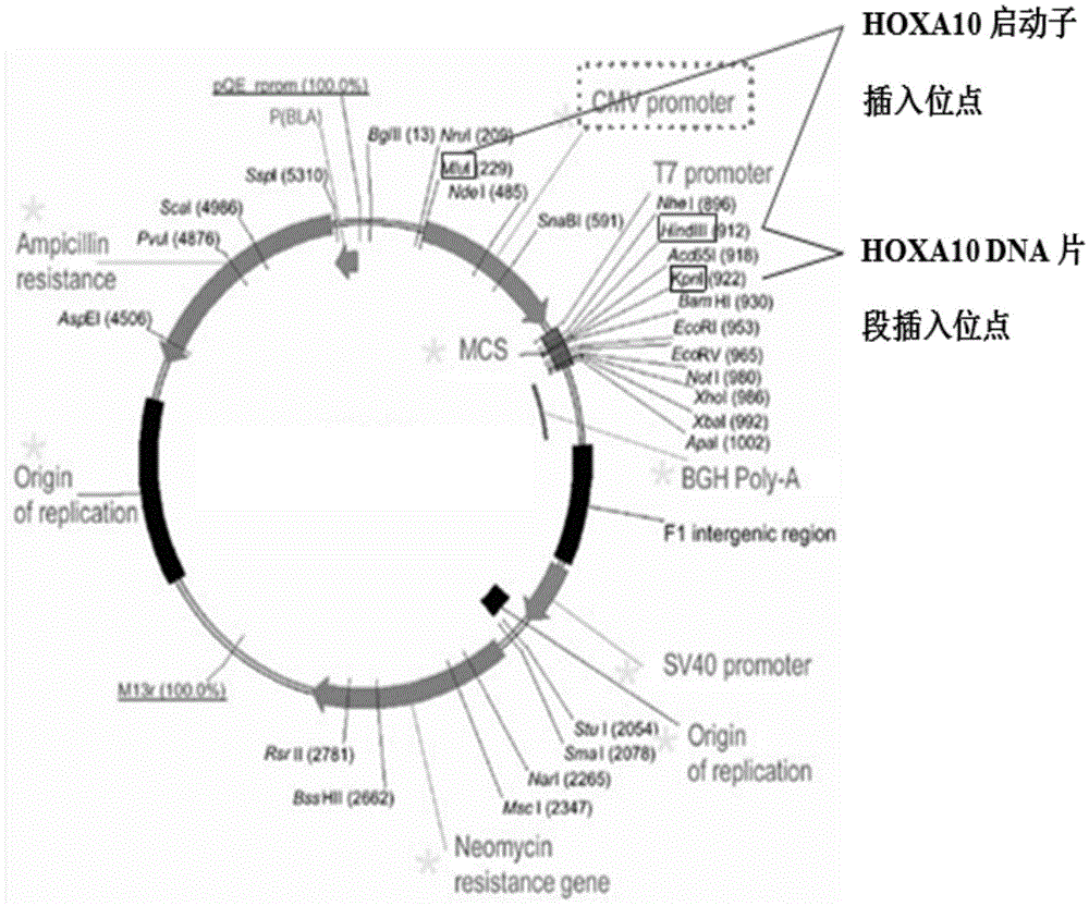 Method for producing transgenic pigs through overexpression HOXA10 genes