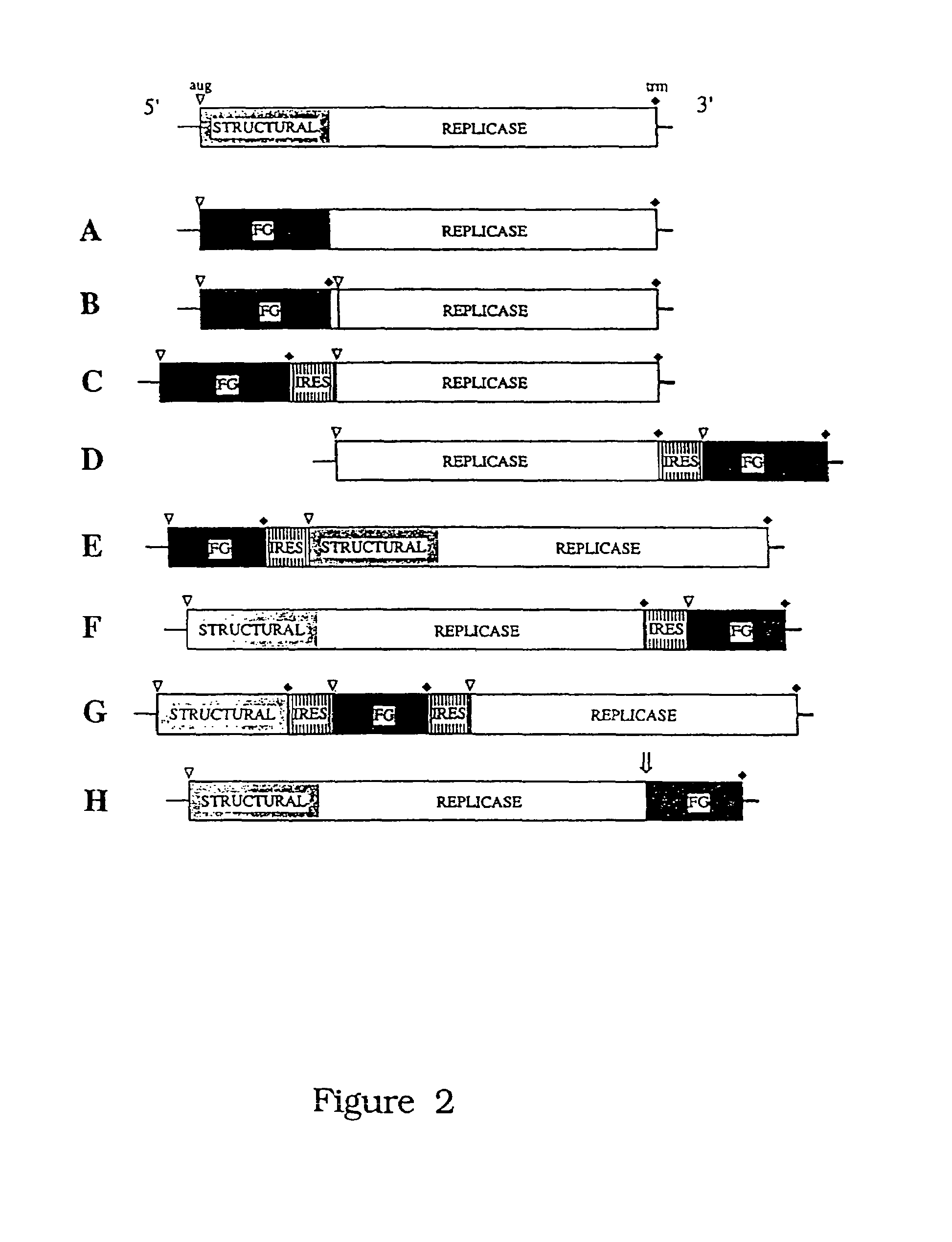 Functional DNA clone for hepatitis C virus (HCV) and uses thereof