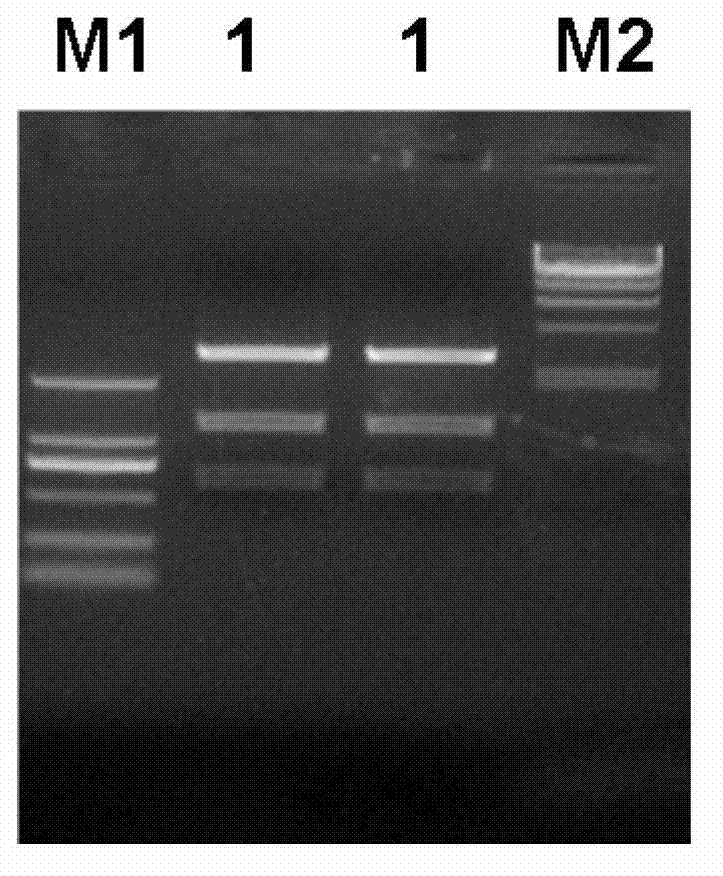 Genetic expression box and construction method and application thereof