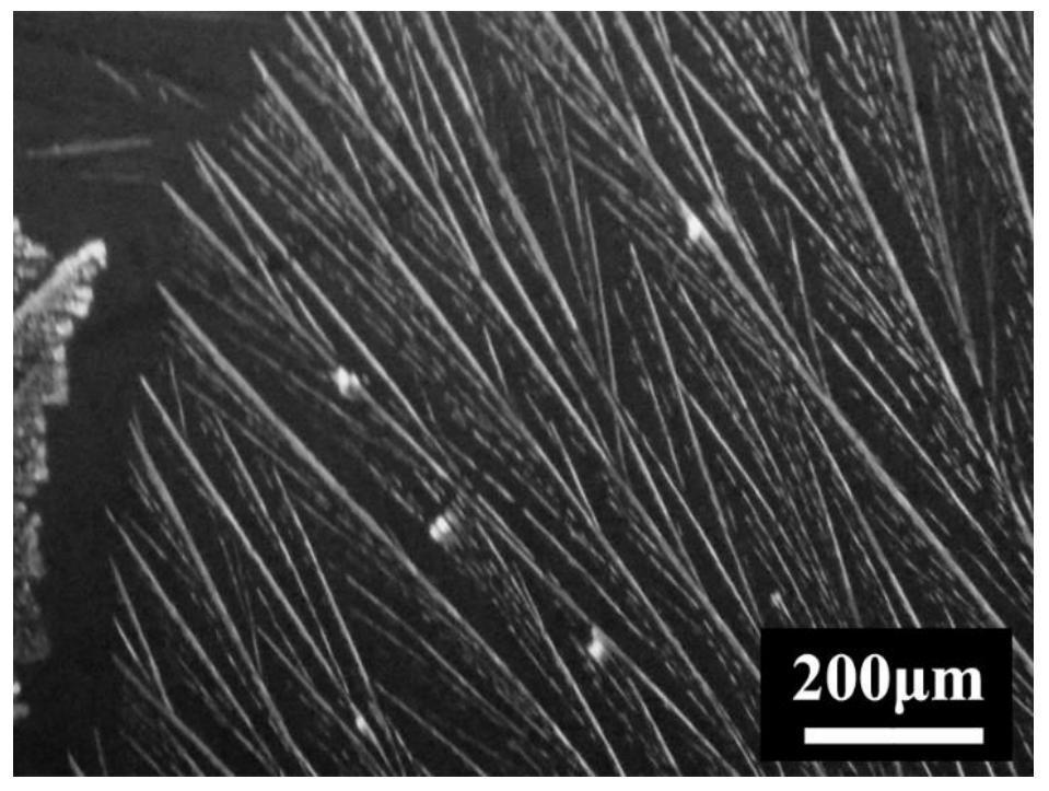 Method for preparing dendritic rubrene crystal film by utilizing polylactic acid