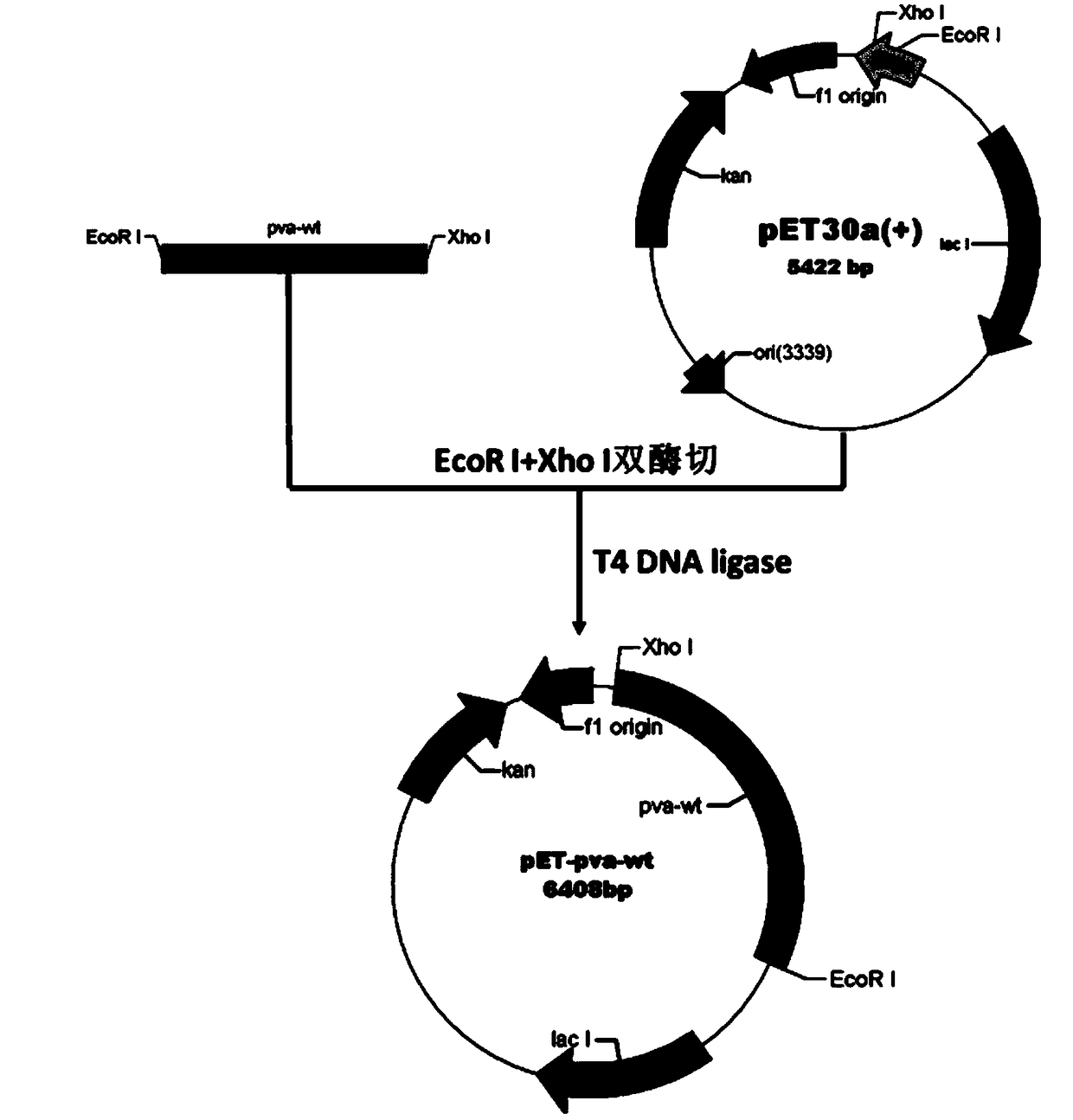 Penicillin V acylase mutant, encoding array, recombinant expression vector, genetically engineered bacterium and application