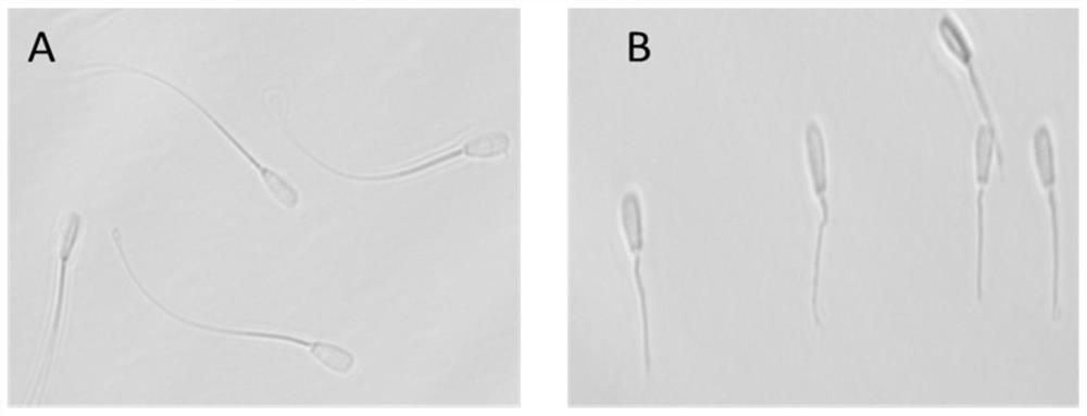 Bovine sperm treatment method and bovine intracytoplasmic sperm injection method