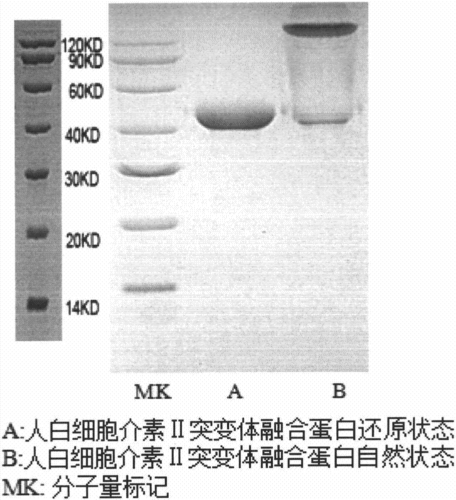 Efficient IL-2 (interleukin-2) mutant fusion protein and application thereof