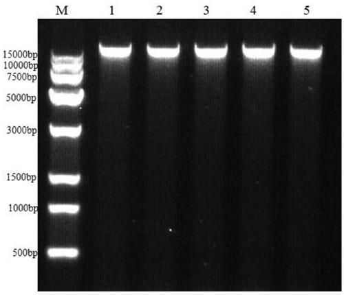 Kit and method for extracting collybia radicata genome DNA (Deoxyribonucleic Acid)