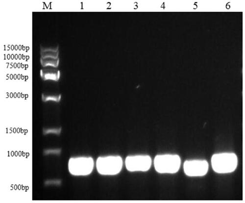 Kit and method for extracting collybia radicata genome DNA (Deoxyribonucleic Acid)