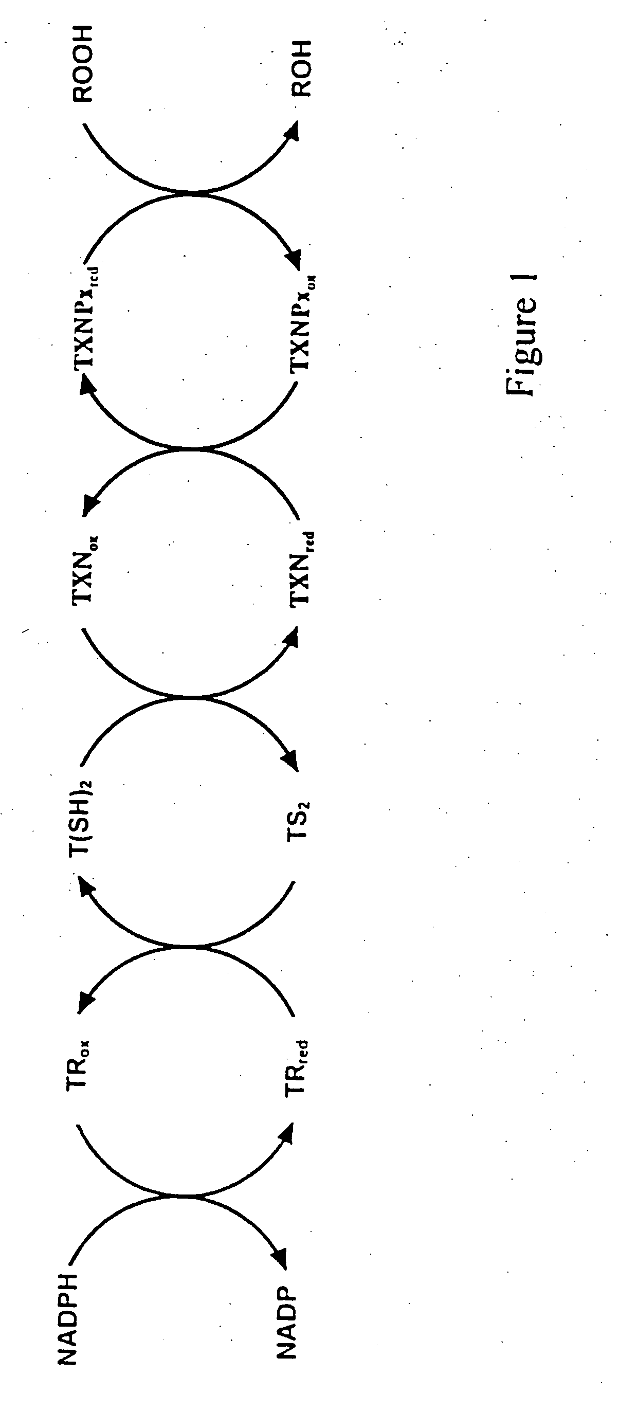 Tryparedoxin, expression plasmid, process of preparation, method of use, test kit and pharmaceutical composition