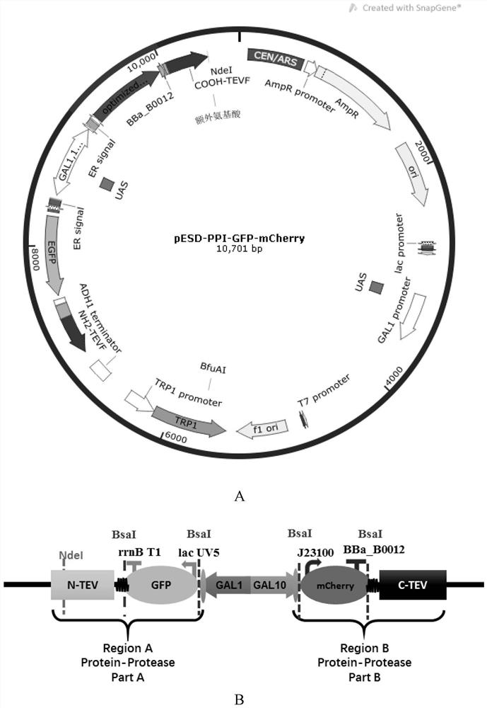 A yess-based method for analyzing protein interactions in prokaryotes