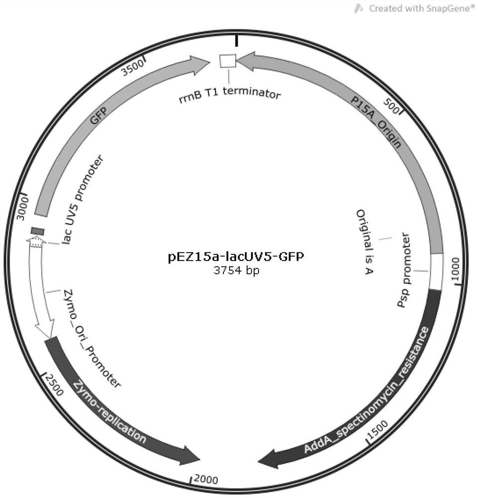 A yess-based method for analyzing protein interactions in prokaryotes