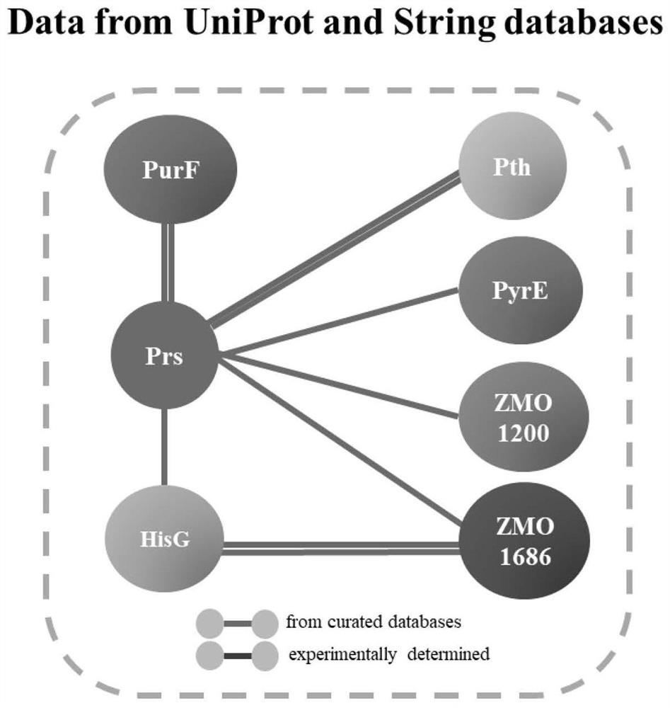 A yess-based method for analyzing protein interactions in prokaryotes