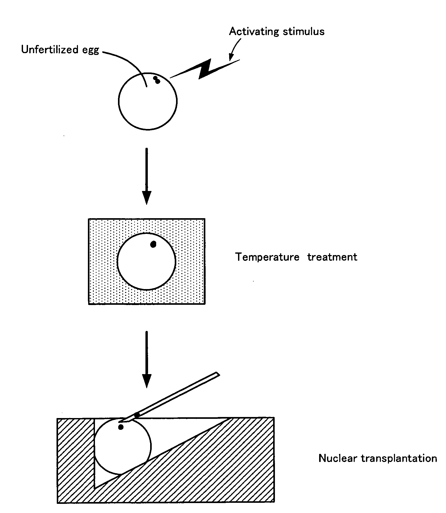 Method for Preparing Fish Embryo