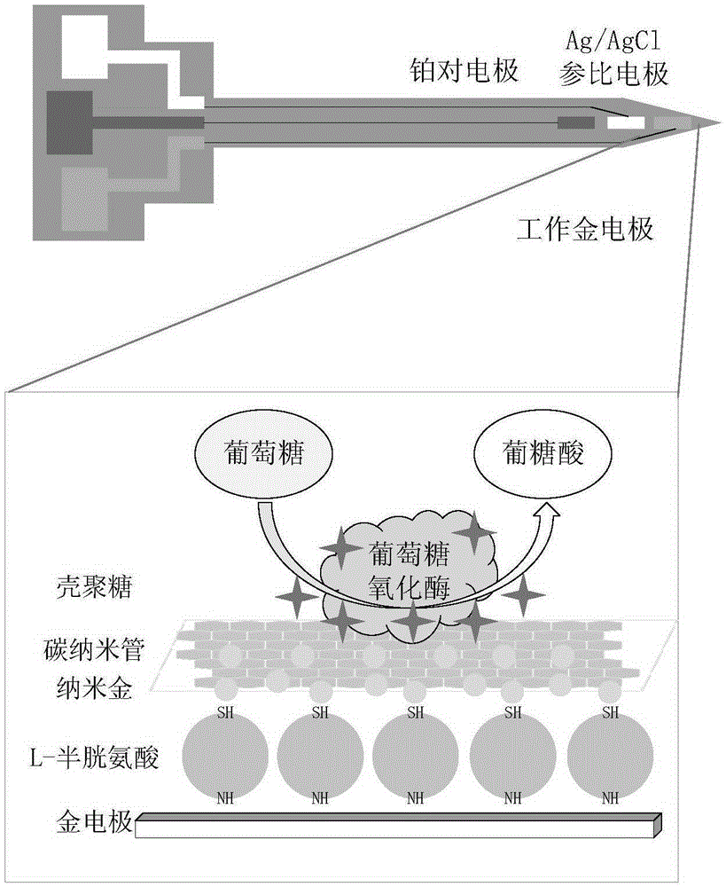 On-line plant glucose detection method and device based on microelectrode biosensing technology