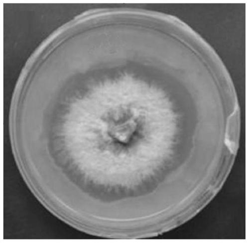 Fertile medium for boletus mycelium, and preparation method and application purification method of fertile medium