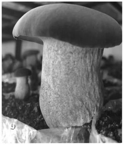 Fertile medium for boletus mycelium, and preparation method and application purification method of fertile medium