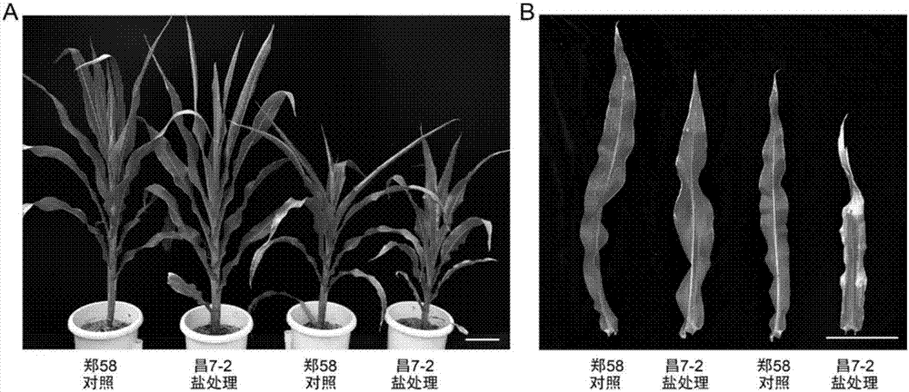 Corn salt-resistant main-effect QTL (Quantitative Trait Loci) as well as related genes, molecular markers and application thereof